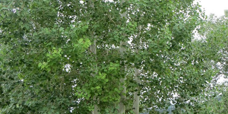 Trembling poplar – description, flowering period and general distribution in Texas. big tree crown