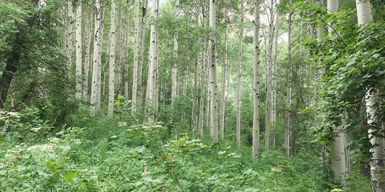 Golden aspen – description, flowering period. Aspen-shaped poplar - the most widespread tree in North America
