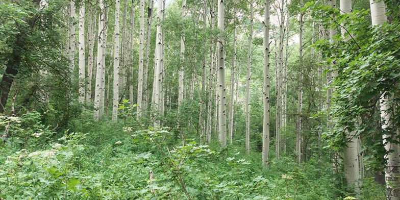 Trembling aspen – description, flowering period and general distribution in North Dakota. Aspen-shaped poplar - the most widespread tree in North America