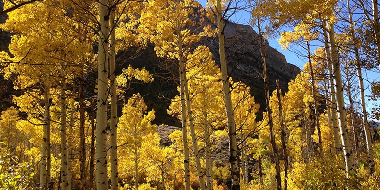 Quaking aspen – description, flowering period and general distribution in British Columbia. autumn grove