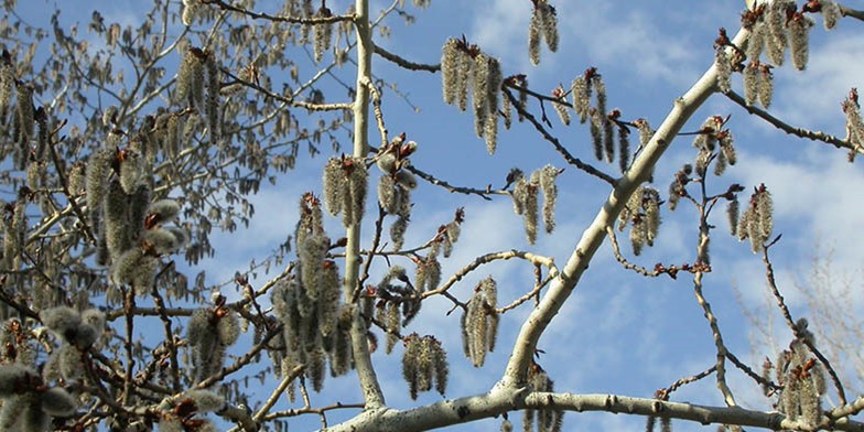 Golden aspen – description, flowering period. ripe earrings on branches