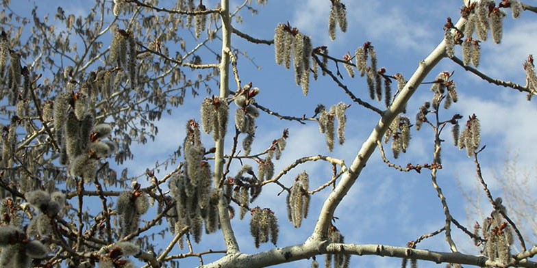 Trembling aspen – description, flowering period and general distribution in Wyoming. ripe earrings on branches