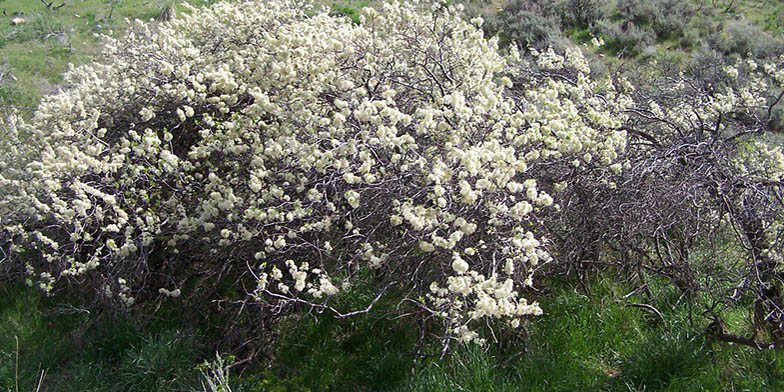 Goose plum – description, flowering period and general distribution in Maine. Flowering shrub