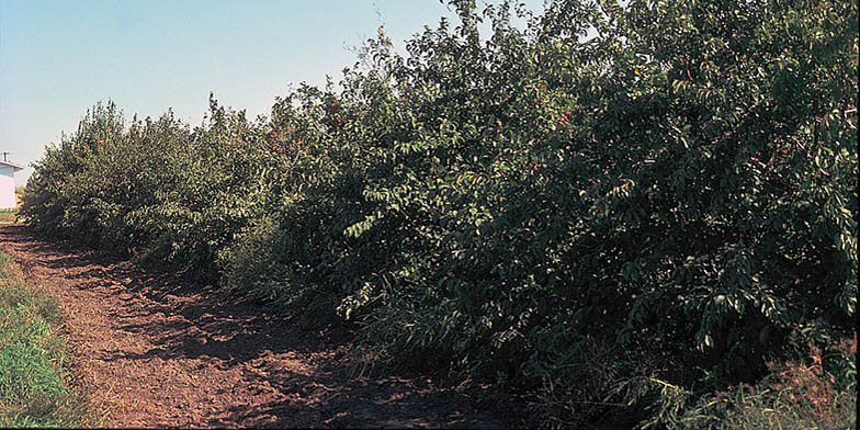 Prunus americana – description, flowering period and general distribution in Louisiana. Growing array of small trees