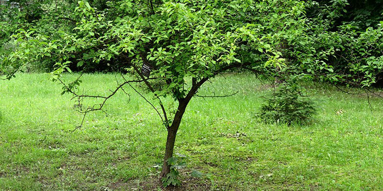 Prunus americana – description, flowering period and general distribution in Pennsylvania. Small tree, green foliage