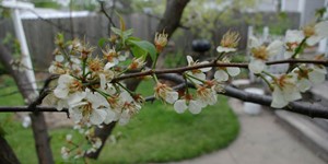 Prunus americana – description, flowering period and time in Vermont, The branch is blooming.