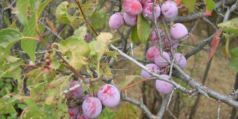 Wild plum – description, flowering period and general distribution in Ohio. Fruit on a branch