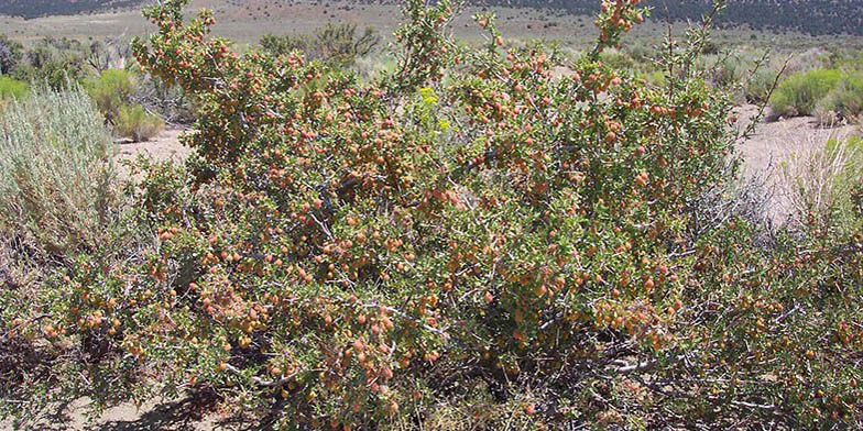 Desert peach – description, flowering period and general distribution in California. Shrub with ripe fruits