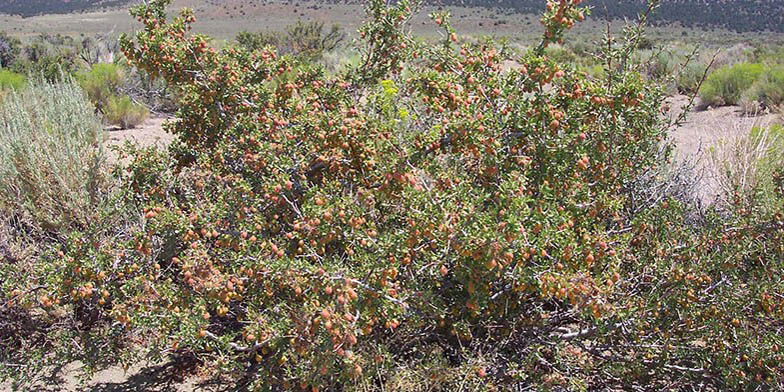 Wild almond – description, flowering period and general distribution in California. Shrub with ripe fruits