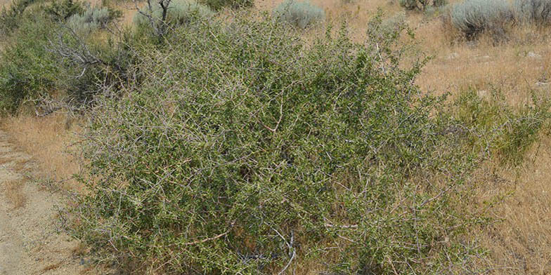 Prunus andersonii – description, flowering period and general distribution in Nevada. Green bush in the desert