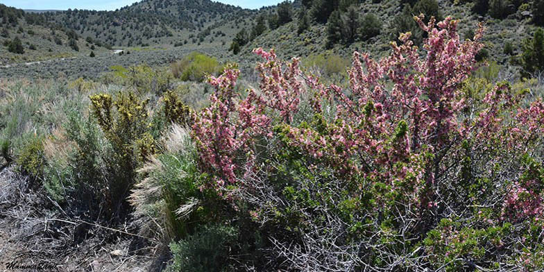 Prunus andersonii – description, flowering period and general distribution in California. Flowering shrub in the desert