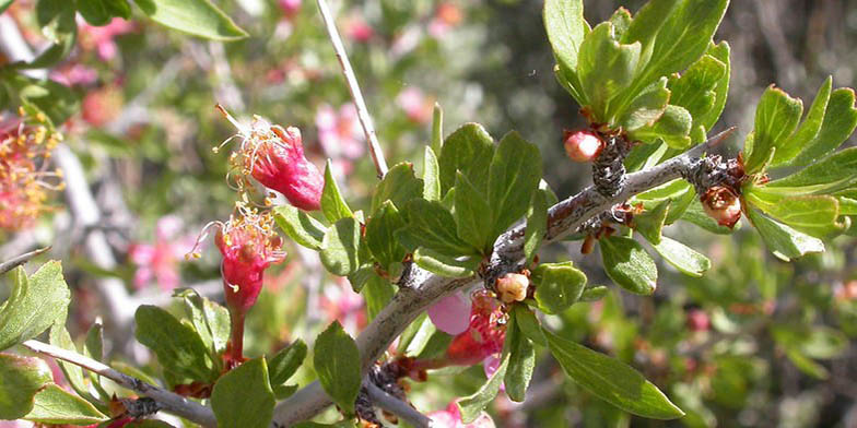 Desert peach – description, flowering period and general distribution in California. Branch with green leaves, buds and young flowers