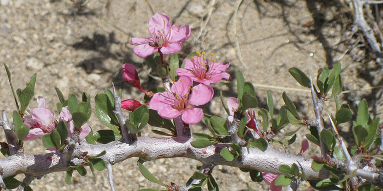 Prunus andersonii – description, flowering period and general distribution in California. Flowers on a branch close-up