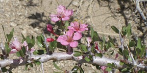 Prunus andersonii – see picture in the calendar, Flowers on a branch close-up.