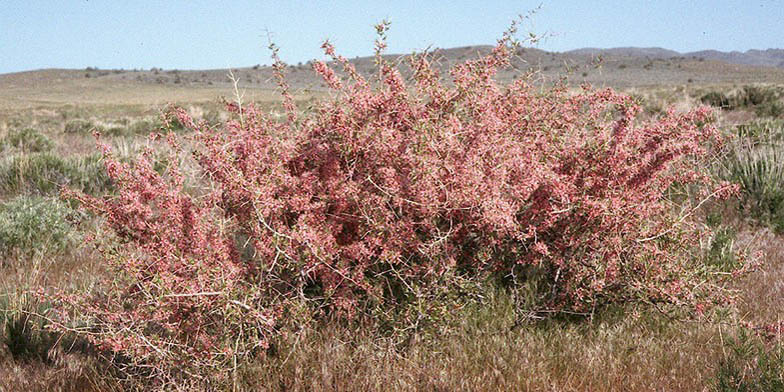 Desert peach – description, flowering period and general distribution in California. Flowering shrub
