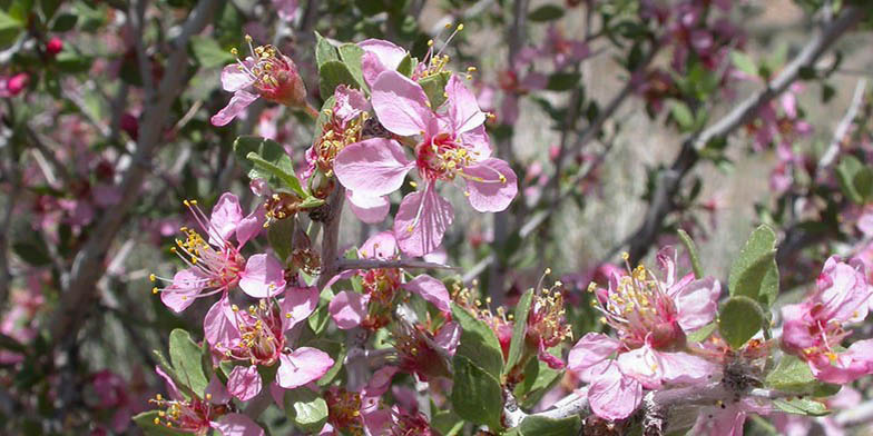 Prunus andersonii – description, flowering period and general distribution in California. Branch with flowers