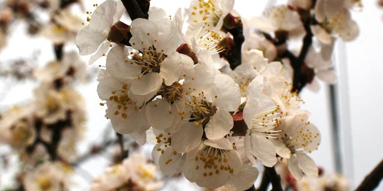 Tibetan apricot – description, flowering period and general distribution in Missouri. flowering apricot branch