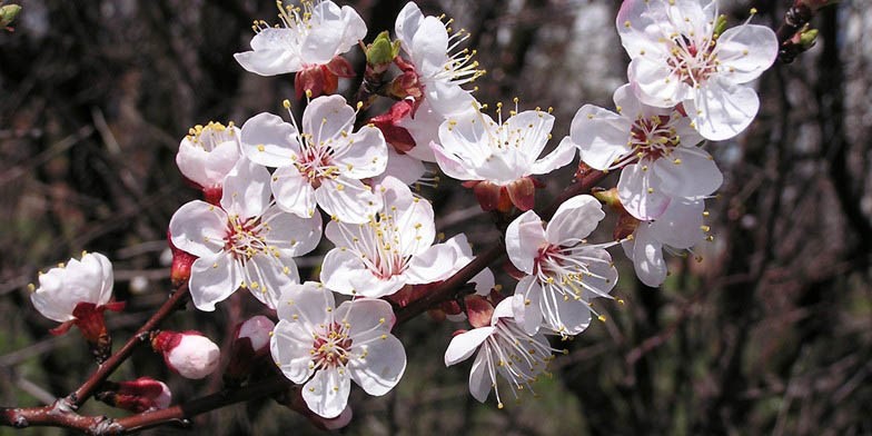 Siberian apricot – description, flowering period and general distribution in Ohio. soft pink fragrant flowers