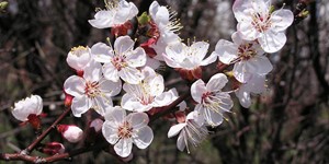 Prunus armeniaca – description, flowering period and time in Missouri, soft pink fragrant flowers.