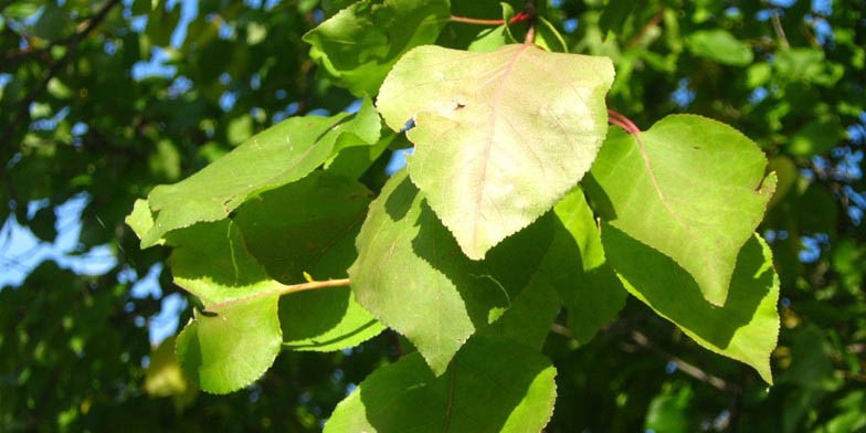 Siberian apricot – description, flowering period and general distribution in Illinois. young leaves bathe in the sunlight