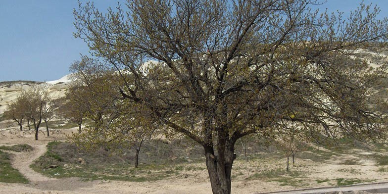 Armenian plum – description, flowering period and general distribution in Montana. apricot tree (Turkey)