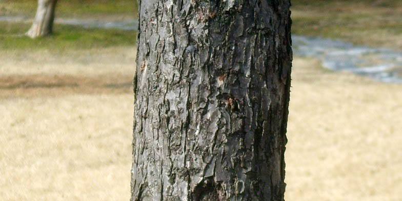 Armenian plum – description, flowering period and general distribution in Kansas. apricot tree trunk