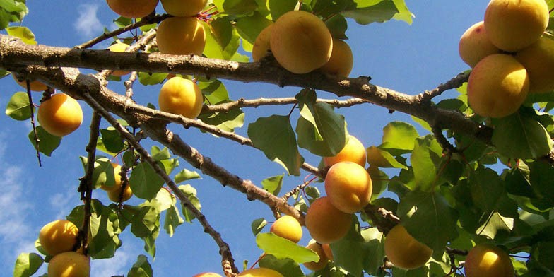 Ansu apricot – description, flowering period and general distribution in Oregon. a branch dotted with ripe fruits