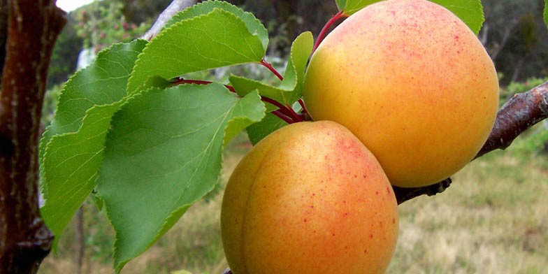 Tibetan apricot – description, flowering period and general distribution in Missouri. big yellow fruits with red sides