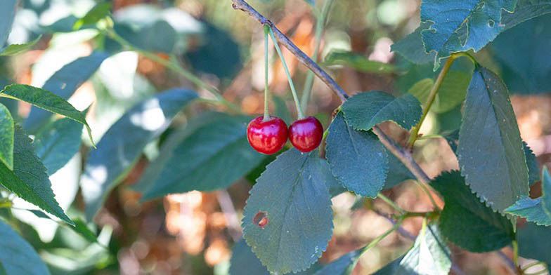 Prunus cerasus – description, flowering period and general distribution in Kansas. two berries on a twig
