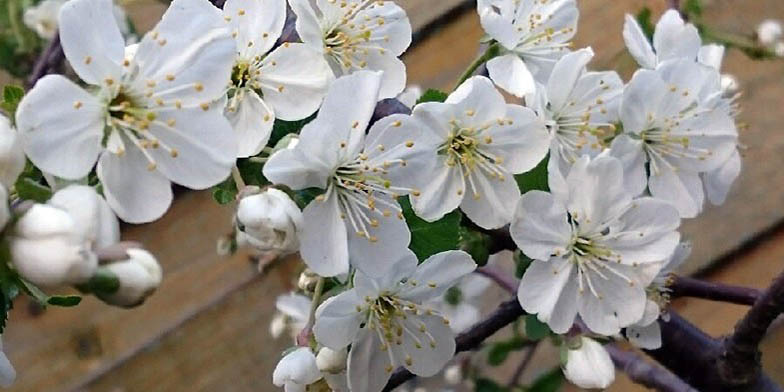 Prunus cerasus – description, flowering period and general distribution in British Columbia. flowering branch on the background of the terrace.