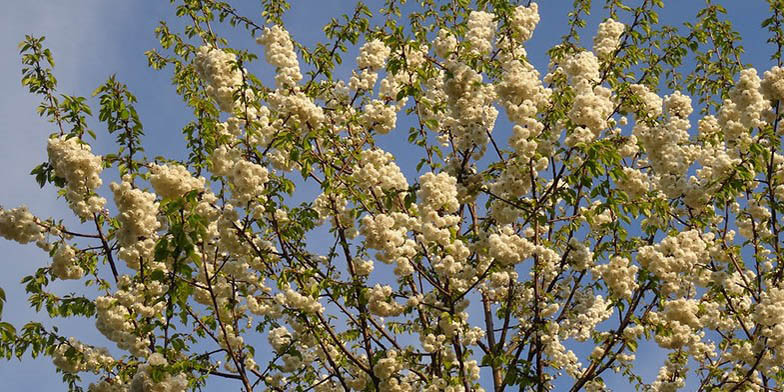 Prunus cerasus – description, flowering period and general distribution in New York. branches with buds on a background of blue sky.