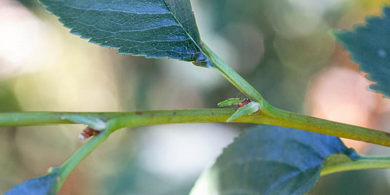 Montmorency cherry – description, flowering period and general distribution in Missouri. the beginning of flowering. Buds close up.