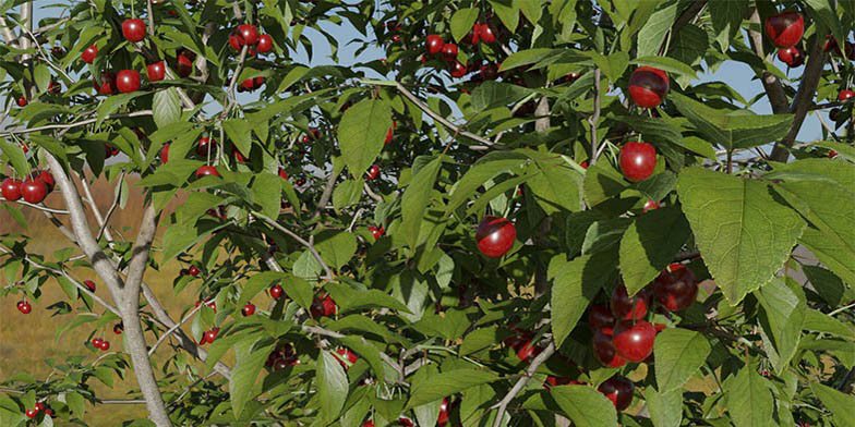 Prunus cerasus – description, flowering period and general distribution in Arkansas. trees with ripe berries