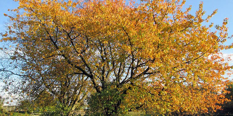 Prunus cerasus – description, flowering period and general distribution in Colorado. adult, beautiful tree in autumn