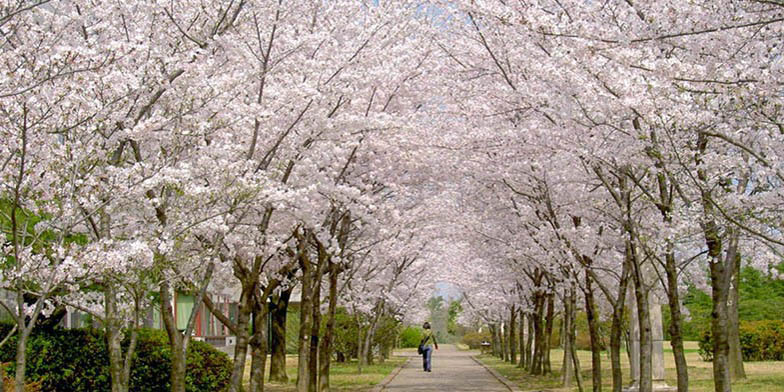Prunus cerasus – description, flowering period and general distribution in Kansas. blooming alley in the park