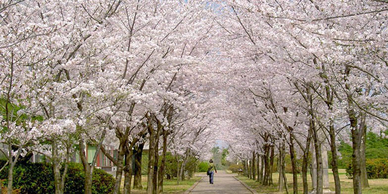 Prunus cerasus – description, flowering period and general distribution in New York. blooming alley in the park