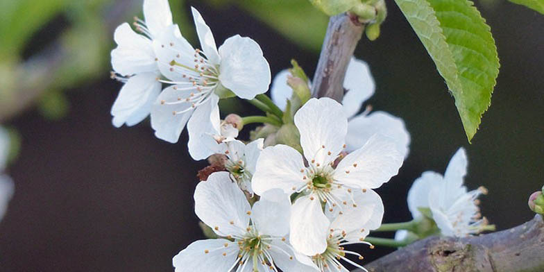 Prunus cerasus – description, flowering period and general distribution in New York. flowers close-up.