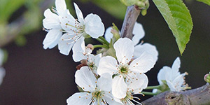 Prunus cerasus – description, flowering period and time in Michigan, flowers close-up..