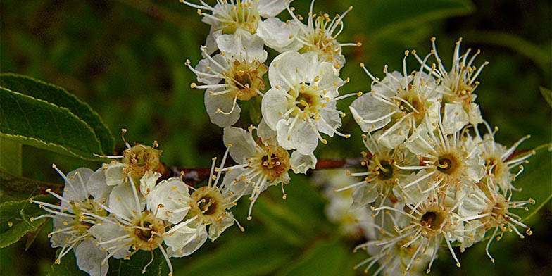 Prunus emarginata – description, flowering period and general distribution in Montana. Flowers on a branch close-up