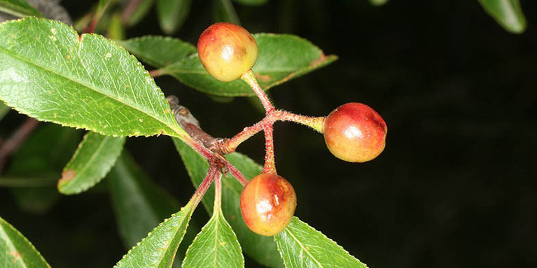 Prunus emarginata – description, flowering period. Ripening berries