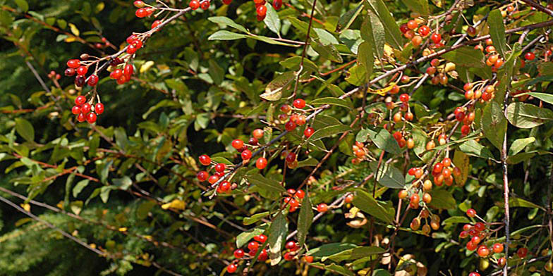 Prunus emarginata – description, flowering period. Flowering plant