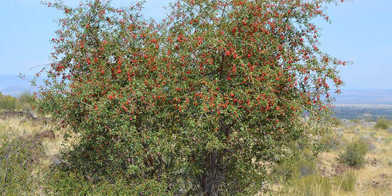 Prunus emarginata – description, flowering period and general distribution in California. Flowering shrub