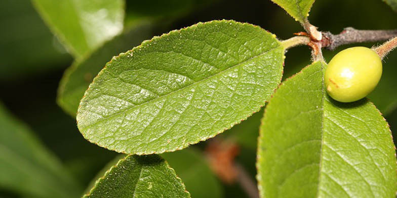 Prunus emarginata – description, flowering period and general distribution in Oregon. Green leaf and berry closeup