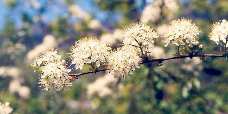 Prunus emarginata – description, flowering period. Branch with beautiful flowers