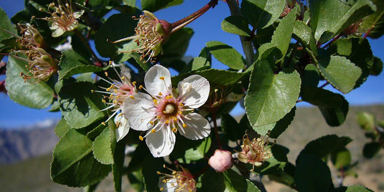 Prunus fremontii – description, flowering period and general distribution in California. Flower close up