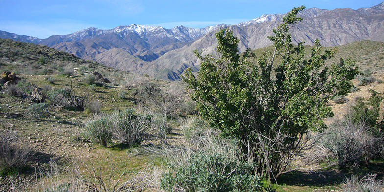 Prunus fremontii – description, flowering period and general distribution in California. Shrub with green foliage in the desert