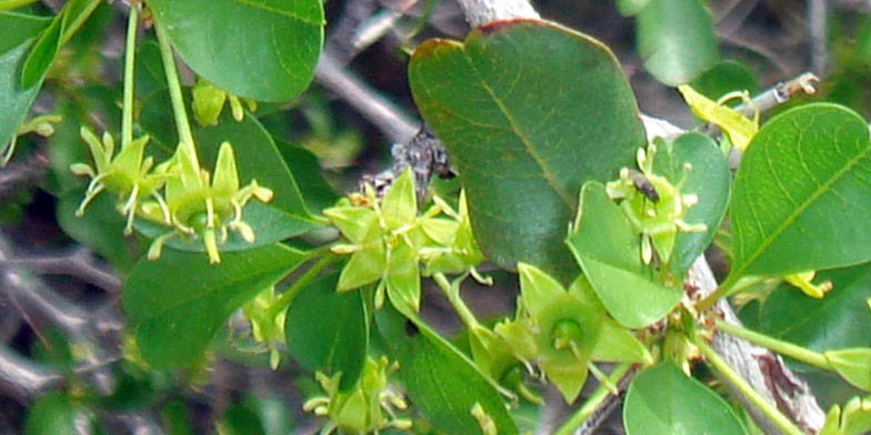 Desert apricot – description, flowering period and general distribution in California. The buds begin to blossom