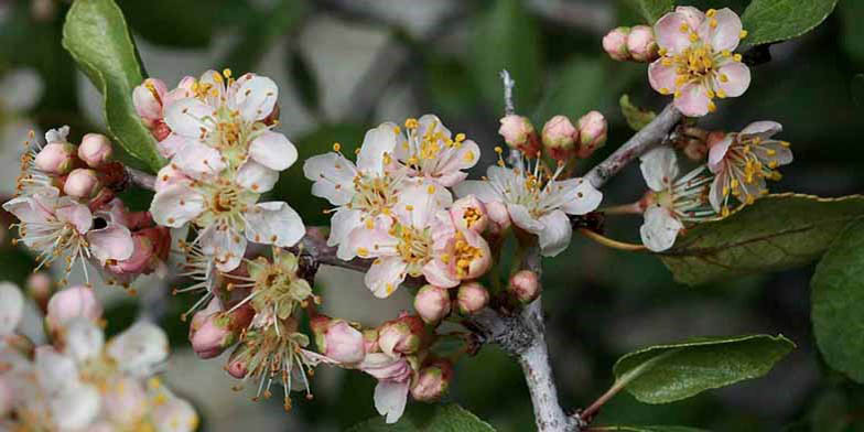 Desert apricot – description, flowering period and general distribution in California. Shrub flowers, flowers and buds.