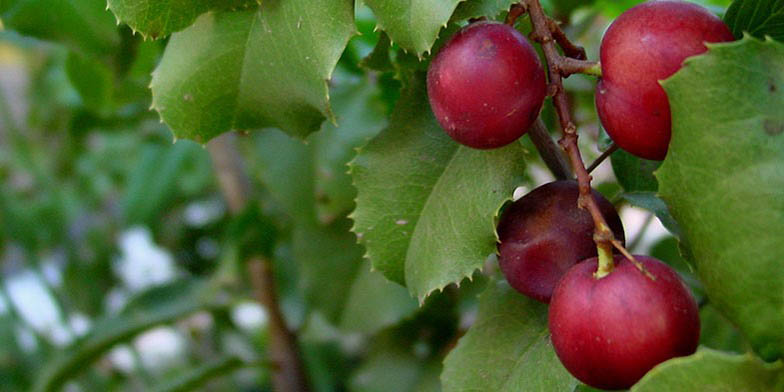 Holly-leaved cherry – description, flowering period. ripe berries and green leaves