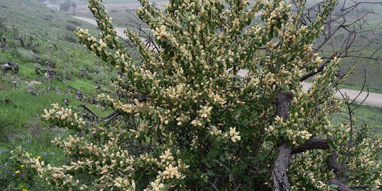 Prunus ilicifolia – description, flowering period. Flowering plant on the slope